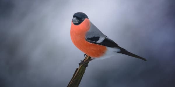 Bullfinch (1)