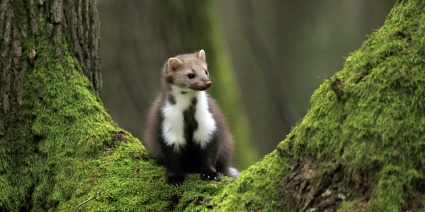 Pine Martens Protect Red Squirrels | Udopt.co.uk