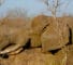 Big Tusker Killed By Poachers